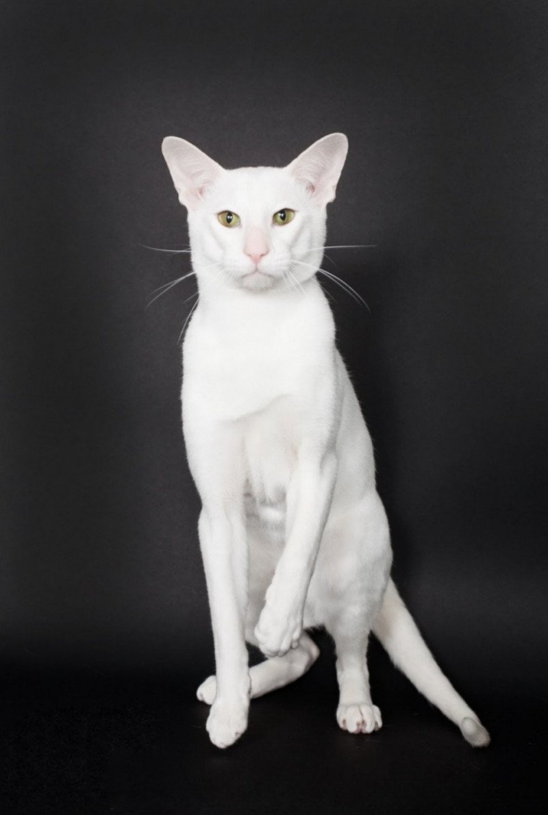 Panda Mâle Oriental Shorthair