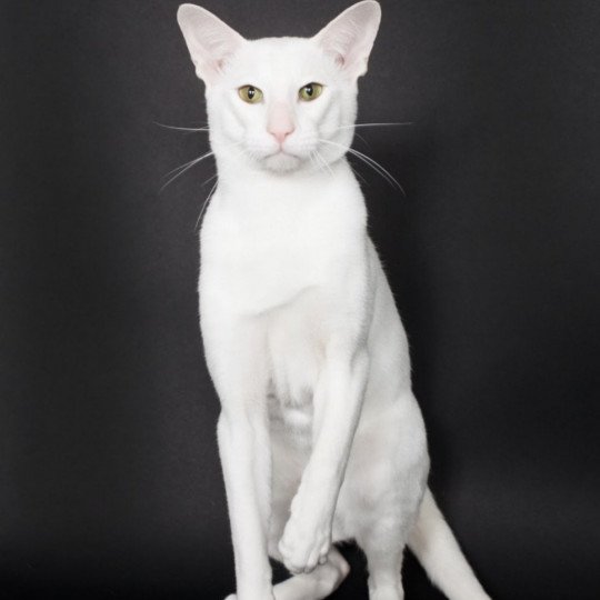 Panda Mâle Oriental Shorthair