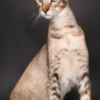 chat Oriental Shorthair Sheyrine Chatterie