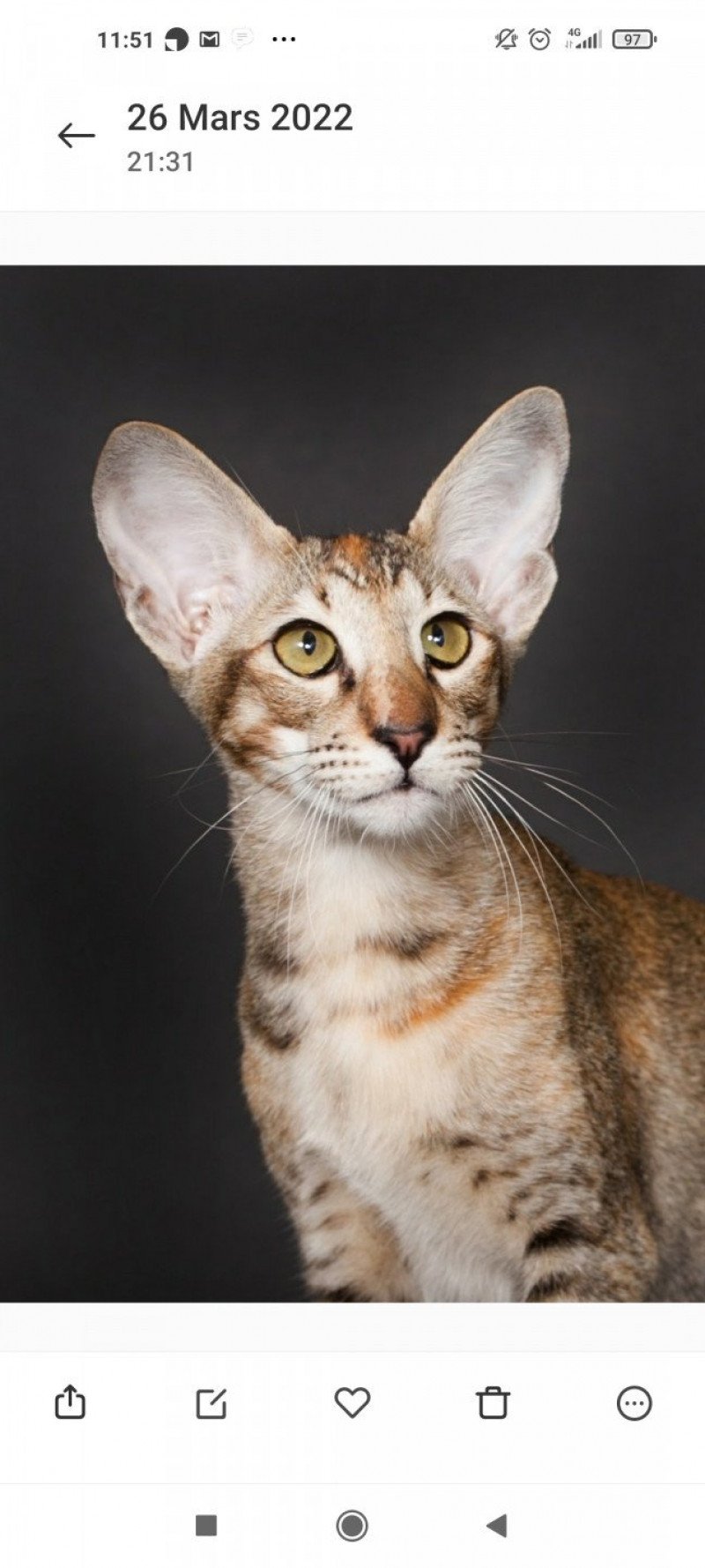 Sheyrine Femelle Oriental Shorthair