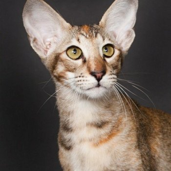 chat Oriental Shorthair Sheyrine Chatterie
