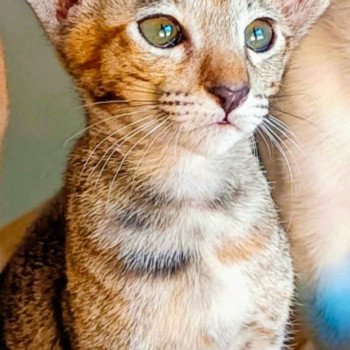 chaton Oriental Shorthair black tortie Thalie Of Colorient Dreams Chatterie