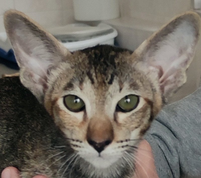 Thalie Of Colorient Dreams Of colorient Dreams Femelle Oriental Shorthair