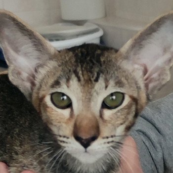 chaton Oriental Shorthair black tortie Thalie Of Colorient Dreams Chatterie